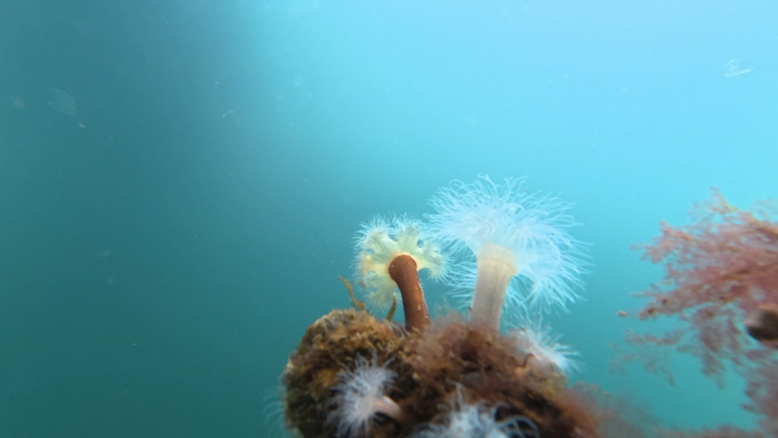 Inspektion och rengöring av bojar